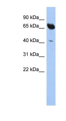 SCFD1 / SLY1 Antibody (aa71-120)