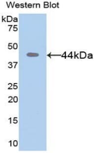 MMP8 Antibody (aa101-467, Biotin)