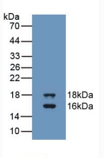 Monoclonal Mouse anti-Human GDF3 Antibody (WB)