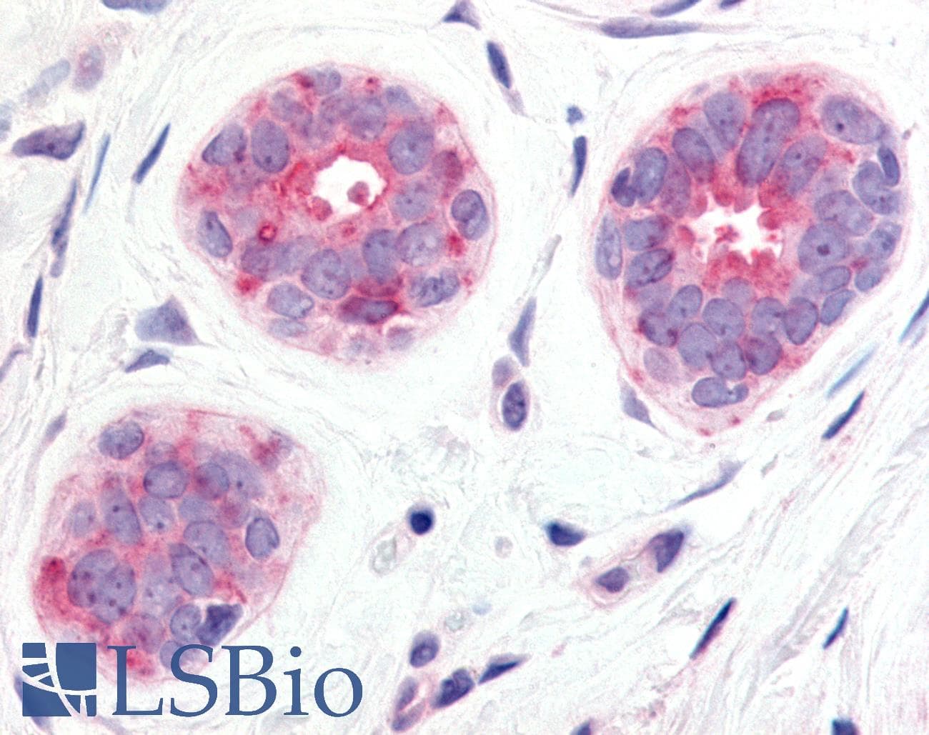 IHC-plus™ Polyclonal Rabbit anti-Human WNT6 Antibody (N-Terminus, IHC)