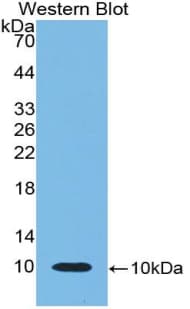 CXCL7 / PPBP Antibody (aa46-107, Cy3)