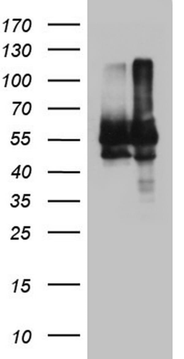 NAE1 / APPBP1 Antibody (aa1-274, clone OTI1B2)