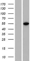 ZNF791 Protein (Over-Expression Lysate Myc-DDK (Flag))