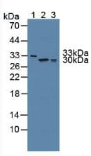 FKBP7 Antibody (aa24-217, Biotin)