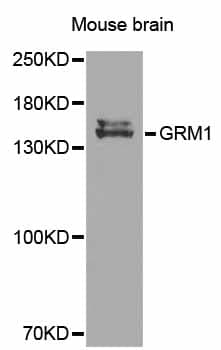 Polyclonal Rabbit anti-Human GRM1 / MGLUR1 Antibody (IHC, WB)