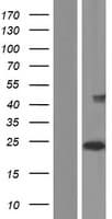 Human CLEC2D / OCIL / LLT1 Protein (Over-Expression Lysate Myc-DDK (Flag))