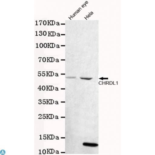 CHRDL1 Antibody