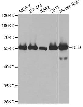 DLD / Diaphorase / E3 Antibody