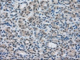 LDHA / LDH1 Antibody (clone OTI5G10)