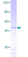 Human HBP17 / FGFBP1 Protein (Recombinant GST)