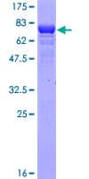 Human ZFYVE19 Protein (Recombinant GST)