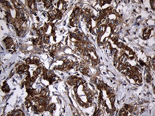 AIFM1 / AIF / PDCD8 Antibody (aa134-483, clone OTI4E6, Carrier-free)