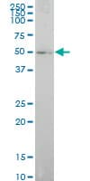 ELF1 Antibody (clone 3B7)