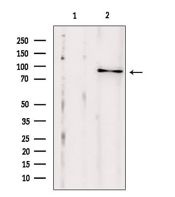 EXOC2 / SEC5 Antibody