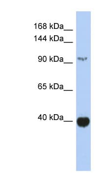 ZBTB4 Antibody (aa791-840)