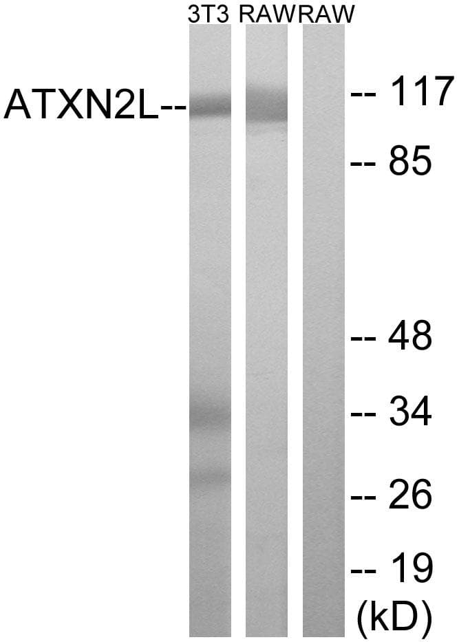 ATXN2L Antibody
