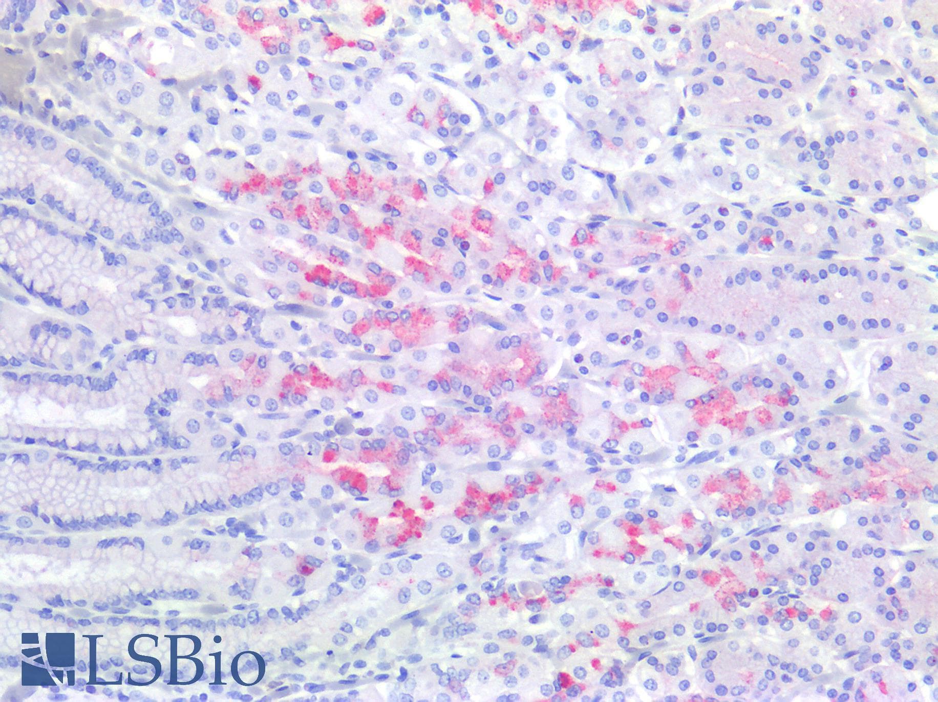 PathPlus™ Polyclonal Rabbit anti-Human MUC6 / MUC-6 Antibody (IHC)