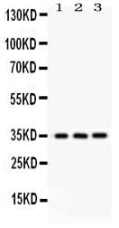 NMI Antibody (aa2-307)