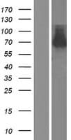 RASSF10 Protein (Over-Expression Lysate Myc-DDK (Flag))