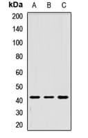 Polyclonal Rabbit anti-Human TMOD1 / Tropomodulin 1 Antibody (WB)