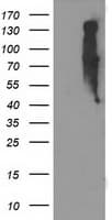 EIF2B3 Antibody (clone OTI2D2, Carrier-free)