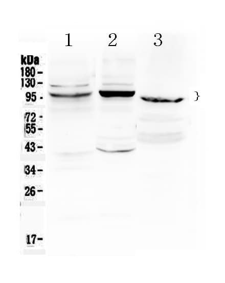 Polyclonal Rabbit anti-Human ATF6 Antibody (IHC, WB)