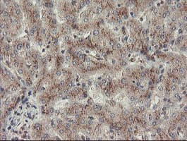 GCP60 / ACBD3 Antibody (clone OTI3A1)