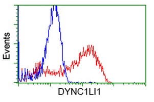 Monoclonal Mouse anti-Human DYNC1LI1 Antibody (clone OTI2E8, IF, WB)