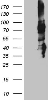 STX3 / Syntaxin 3 Antibody (clone OTI5D10)