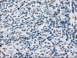 ID3 Antibody (clone OTI5C7)