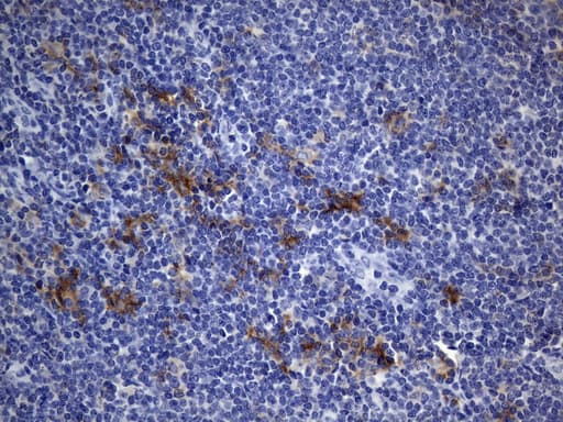 CD40 Antibody (aa21-166, clone UMAB255, Carrier-free)