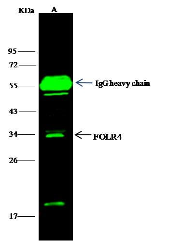 FR4 / Folate Receptor 4 Antibody (Preservative Free)