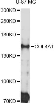 COL4A1 / Collagen IV Alpha1 Antibody