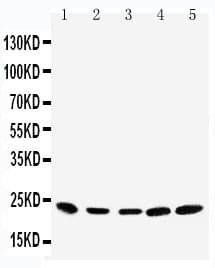 Securin / PTTG1 Antibody (aa146-161)