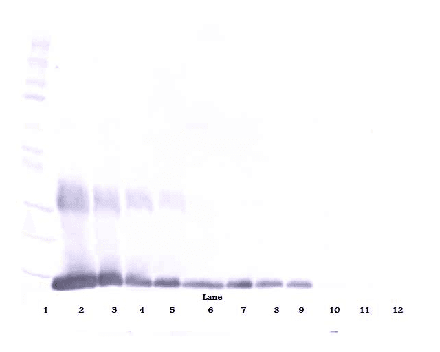 Polyclonal Rabbit anti-Human LGALS1 / Galectin 1 Antibody (Biotin, WB)