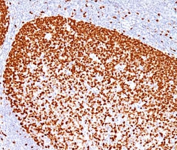 Monoclonal Mouse anti-Rat PCNA Antibody (clone PC10, Ready-to-Use, IHC)