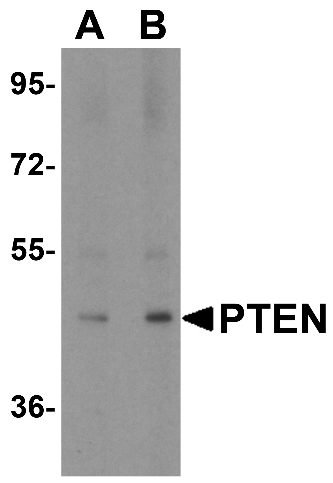 Polyclonal Rabbit anti-Human PTEN Antibody (IF, WB)