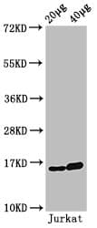 HIST1H3A Antibody