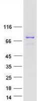 Human N4BP3 Protein (Recombinant Myc-DDK (Flag))