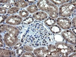 RAB37 Antibody (clone OTI2F1)