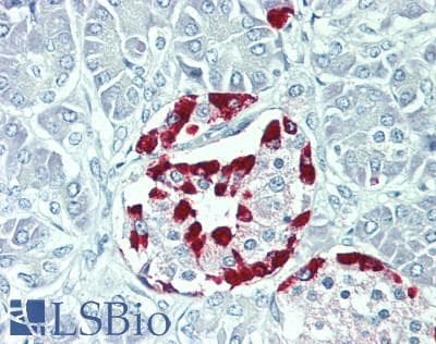 IHC-plus™ GLP2 Antibody (clone 11E5)