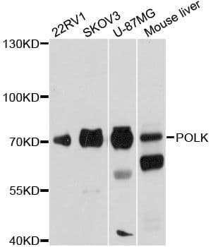 Polyclonal Rabbit anti-Human POLK / DNA Polymerase Kappa Antibody (WB)