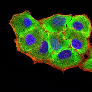 RUNX3 Antibody (clone 7E2B8)