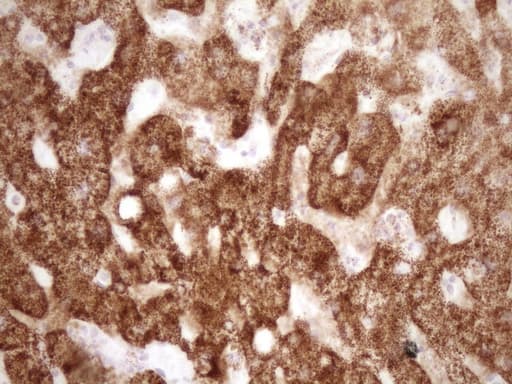 VIP Antibody (clone OTI1E8)
