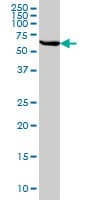 Monoclonal Mouse anti-Human STI1 / STIP1 Antibody (clone 4B6, IF, WB)