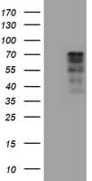 CNOT4 / CLONE243 Antibody (clone OTI7D7)