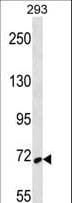 SYK Antibody (aa268-305)