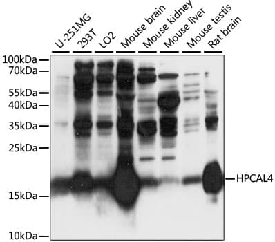 HPCAL4 Antibody