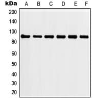 Polyclonal Rabbit anti-Human HSP90AA1 / Hsp90 Alpha A1 Antibody (C-Terminus, IHC, IF, WB)