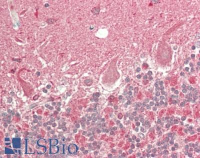 IHC-plus™ CRY2 Antibody